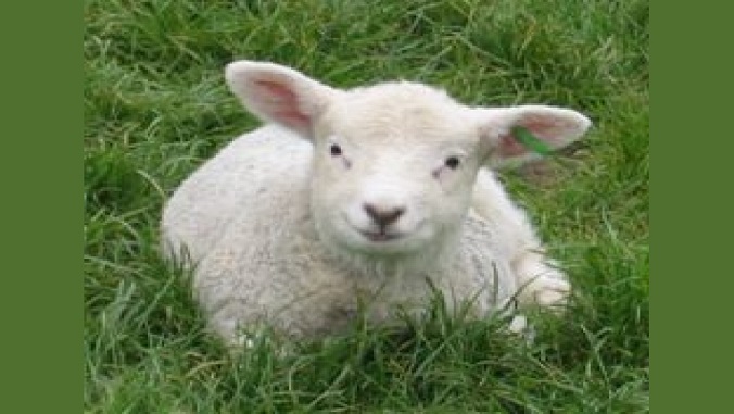 Lambing Day at The Woodland Farm Trust