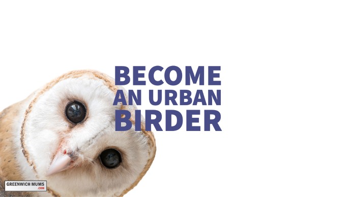 Become an Urban Birder