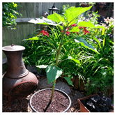 redsunflower