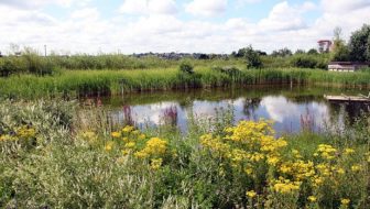 Wild Winter Fayre at Greenwich Peninsula Ecology Park