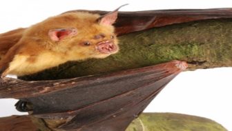 Bat Walk for families at the Horniman Museum and Gardens