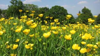 Pollen Foraging Walk at Shrewsbury Park