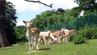 Public tour of Maryon Wilson Animal Park