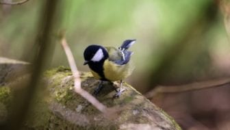 Bird Walk at The Woodland Farm Trust