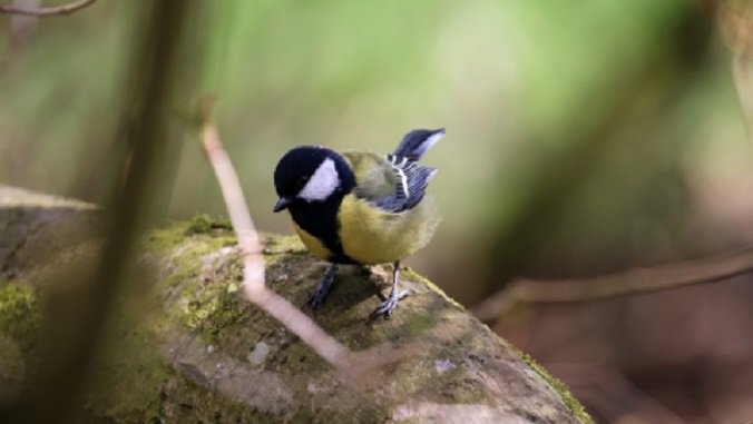 Bird Walk at The Woodland Farm Trust