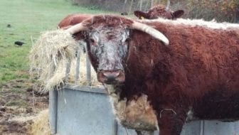 Crazy about Cows at the Shooters Hill