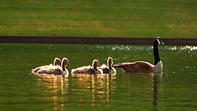 Mother Goose Suite By Maurice Ravel